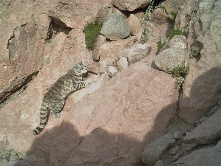 En la Reserva de Puritama se realiza el monitoreo de carnívoros más sostenido en el tiempo para conservación del Gato Andino y otros felinos