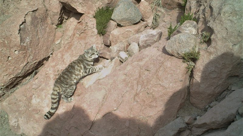 En la Reserva de Puritama se realiza el monitoreo de carnívoros más sostenido en el tiempo para conservación del Gato Andino y otros felinos