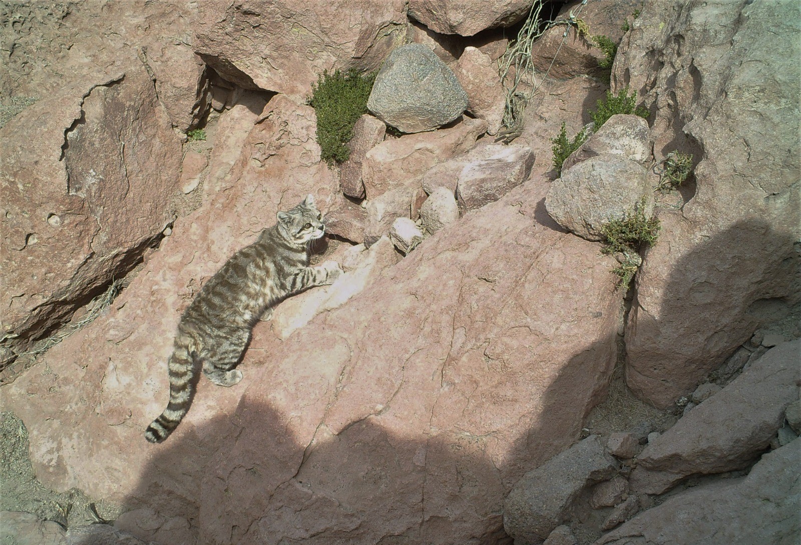 En la Reserva de Puritama se realiza el monitoreo de carnívoros más sostenido en el tiempo para conservación del Gato Andino y otros felinos