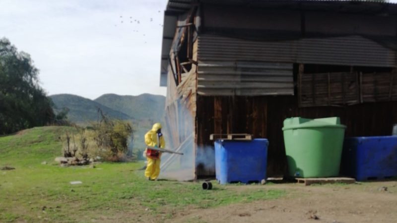 Seremi de Salud informa nuevos hallazgos del vector Aedes aegypti en la comuna de Los Andes