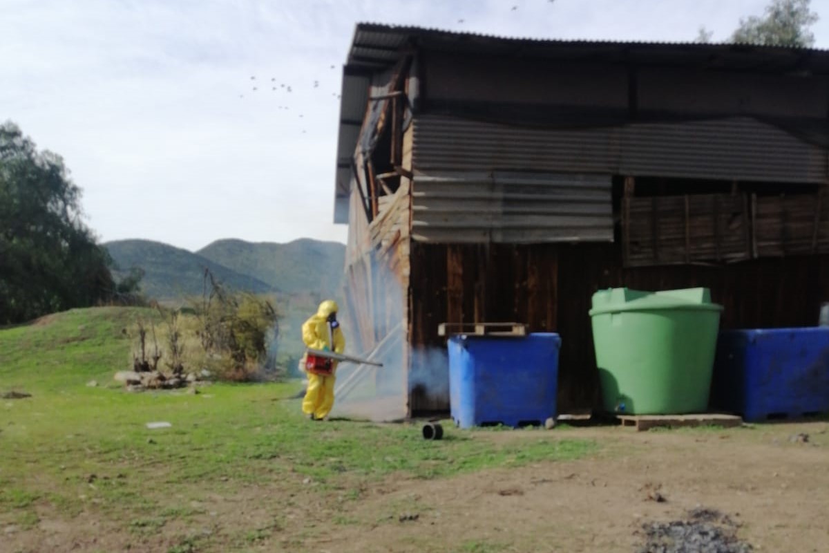 Seremi de Salud informa nuevos hallazgos del vector Aedes aegypti en la comuna de Los Andes