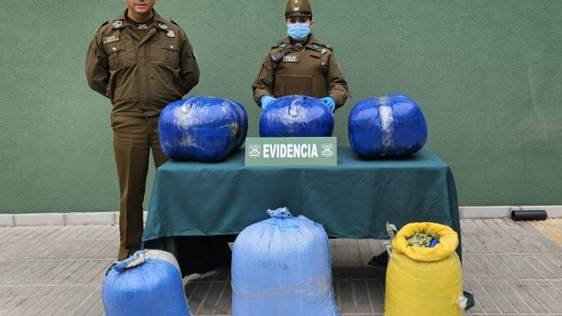 Carabineros decomisó casi 80 kilos de hojas de coca en Llay Llay