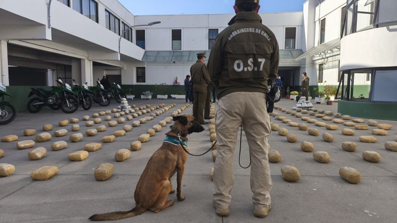 OS7 de Carabineros decomisó cerca de 350 kilos de droga tras control carretero en ruta 5 norte