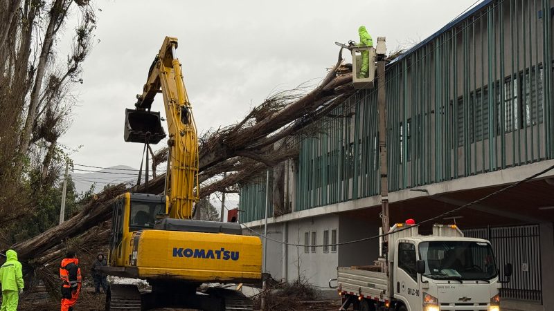 Comienzan trabajos con maquinaria pesada y equipos de altura tras caída de árbol en Liceo El Porvenir